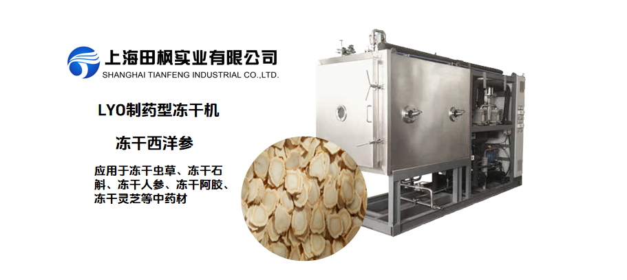 凍干西洋參和傳統干燥西洋參的對比